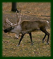 Северный олень